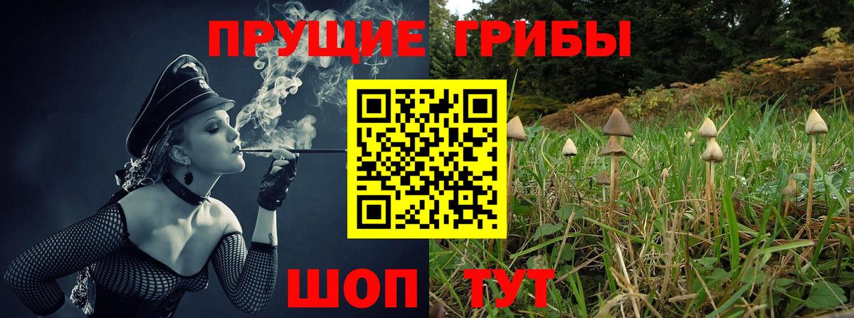 Псилоцибиновые грибы Psilocybe Волгоград